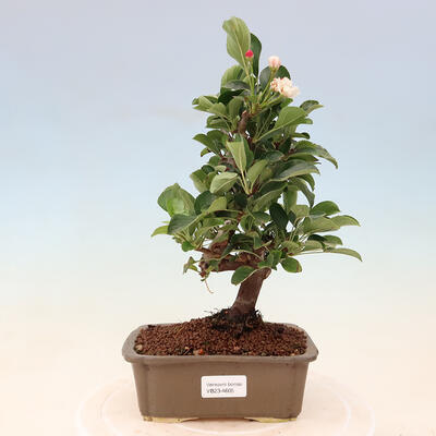 Vonkajší bonsai - Malus sergentiu - Maloplodá jabloň - 1