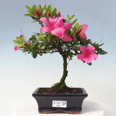 Vonkajší bonsai - Japonská azalka - Azalea sp. - 1