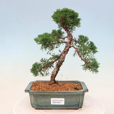 Vonkajšie bonsai - Juniperus chinensis -Jalovec čínsky