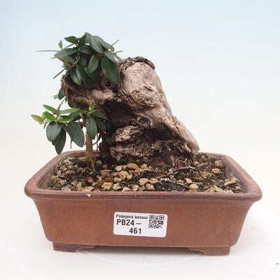 Izbová bonsai - Olea europaea sylvestris -Oliva evropská drobnolistá - 1