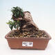 Izbová bonsai - Olea europaea sylvestris -Oliva evropská drobnolistá - 1/7