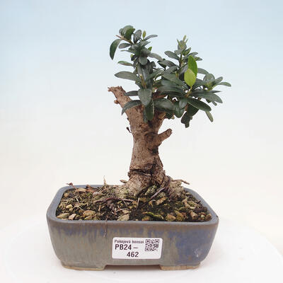 Izbová bonsai - Olea europaea sylvestris -Oliva evropská drobnolistá - 1