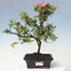 Vonkajší bonsai - Japonská azalka - Azalea sp. - 1/2
