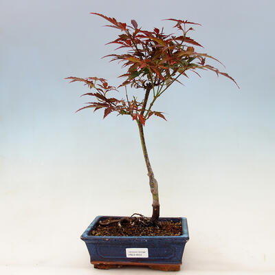 Vonkajší bonsai - Acer palmatum Atropurpureum - Javor dlaňolistý červený