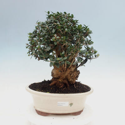 Izbová bonsai - Olea europaea sylvestris -Oliva evropská drobnolistá - 1