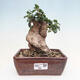 Izbová bonsai - Olea europaea sylvestris -Oliva evropská drobnolistá - 1/6