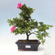 Vonkajší bonsai - Japonská azalka - Azalea sp. - 1/2