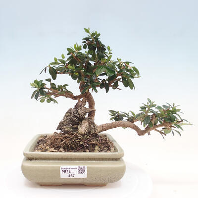 Izbová bonsai - Olea europaea sylvestris -Oliva evropská drobnolistá - 1