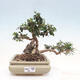 Izbová bonsai - Olea europaea sylvestris -Oliva evropská drobnolistá - 1/7