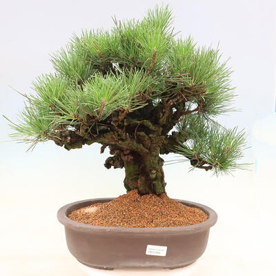 Vonkajšie bonsai - Pinus thunbergii corticosa - borovica korková - 1