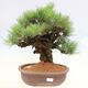 Vonkajšie bonsai - Pinus thunbergii corticosa - borovica korková - 1/4