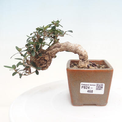 Izbová bonsai - Olea europaea sylvestris -Oliva evropská drobnolistá - 1