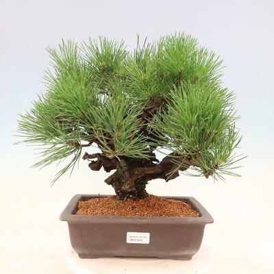 Vonkajšie bonsai - Pinus thunbergii corticosa - borovica korková - 1