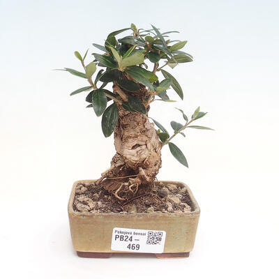 Izbová bonsai - Olea europaea sylvestris -Oliva evropská drobnolistá - 1