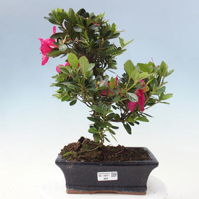 Vonkajší bonsai - Japonská azalka - Azalea sp. - 1