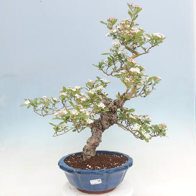 Vonkajší bonsai - Hloh klinovitý - Crataegus cuneata - 1