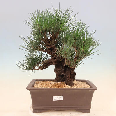 Vonkajšie bonsai - Pinus thunbergii corticosa - borovica korková - 1