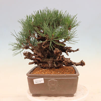 Vonkajšie bonsai - Pinus thunbergii corticosa - borovica korková - 1