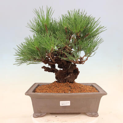 Vonkajšie bonsai - Pinus thunbergii corticosa - borovica korková - 1