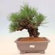 Vonkajšie bonsai - Pinus thunbergii corticosa - borovica korková - 1/4