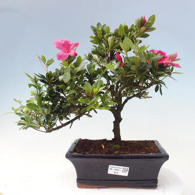 Vonkajší bonsai - Japonská azalka - Azalea sp. - 1