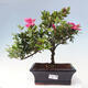 Vonkajší bonsai - Japonská azalka - Azalea sp. - 1/2