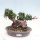 Izbová bonsai - Olea europaea sylvestris -Oliva evropská drobnolistá - 1/7