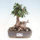 Izbová bonsai - Olea europaea sylvestris -Oliva evropská drobnolistá - 1/7