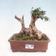 Izbová bonsai - Olea europaea sylvestris -Oliva evropská drobnolistá - 1/7