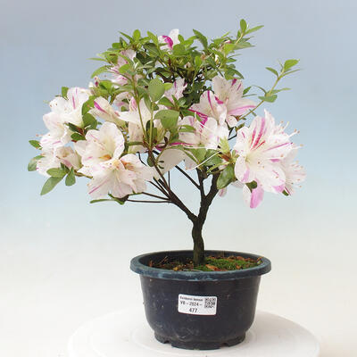 Vonkajší bonsai - Japonská azalka - Azalea Kaminoyamakirin - 1