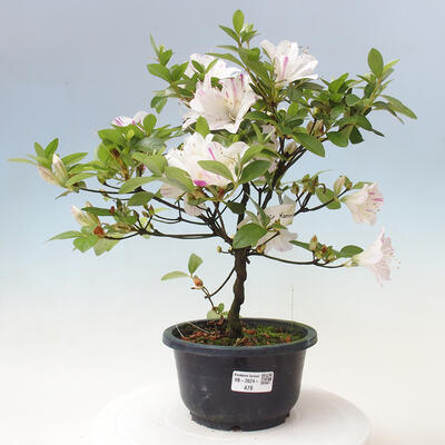 Vonkajší bonsai - Japonská azalka - Azalea Kaminoyamakirin - 1