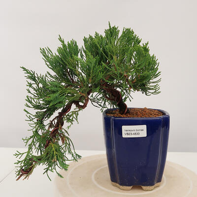 Vonkajšie bonsai - Juniperus chinensis Kaizuka - Borievka čínska