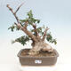 Izbová bonsai - Olea europaea sylvestris -Oliva evropská drobnolistá - 1/7