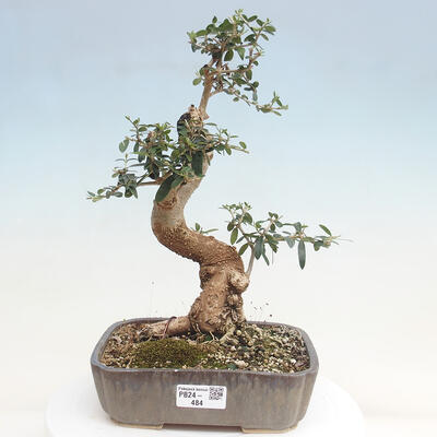 Izbová bonsai - Olea europaea sylvestris -Oliva evropská drobnolistá - 1