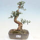 Izbová bonsai - Olea europaea sylvestris -Oliva evropská drobnolistá - 1/7