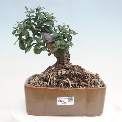 Izbová bonsai - Olea europaea sylvestris -Oliva evropská drobnolistá - 1