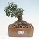 Izbová bonsai - Olea europaea sylvestris -Oliva evropská drobnolistá - 1/7