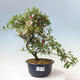 Vonkajší bonsai - Japonská azalka - Azalea Suigootome - 1/2