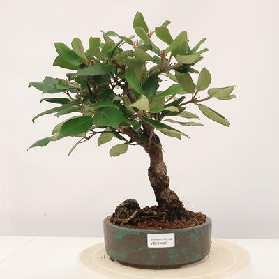 Vonkajšia bonsai-Kalina Bodnanská - Viburum carlesii - 1