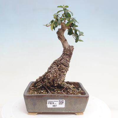 Izbová bonsai - Olea europaea sylvestris -Oliva evropská drobnolistá - 1