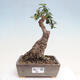 Izbová bonsai - Olea europaea sylvestris -Oliva evropská drobnolistá - 1/7