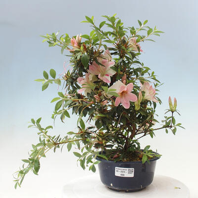 Vonkajší bonsai - Japonská azalka - Azalea Suigootome - 1