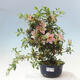 Vonkajší bonsai - Japonská azalka - Azalea Suigootome - 1/2