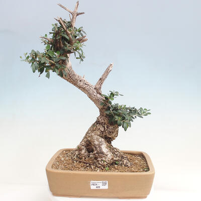 Izbová bonsai - Olea europaea sylvestris -Oliva evropská drobnolistá - 1