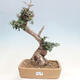 Izbová bonsai - Olea europaea sylvestris -Oliva evropská drobnolistá - 1/7