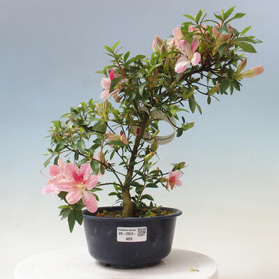 Vonkajší bonsai - Japonská azalka - Azalea Suigootome - 1
