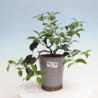 Izbová bonsai - Austrálska čerešňa - Eugenia uniflora - 1