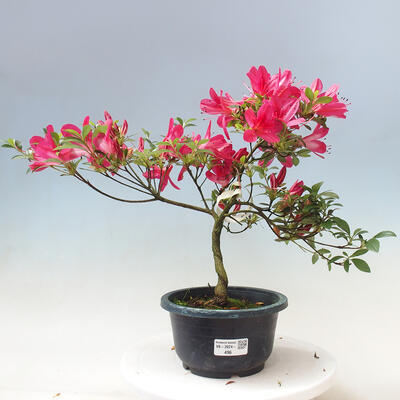 Vonkajší bonsai - Japonská azalka - Azalea Benikage - 1