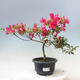 Vonkajší bonsai - Japonská azalka - Azalea Benikage - 1/2