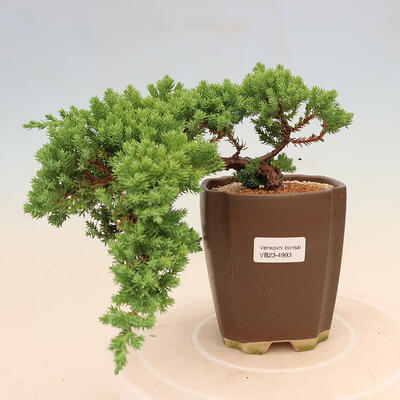 Vonkajší bonsai - Juniperus procumbens - Borievka polehavá